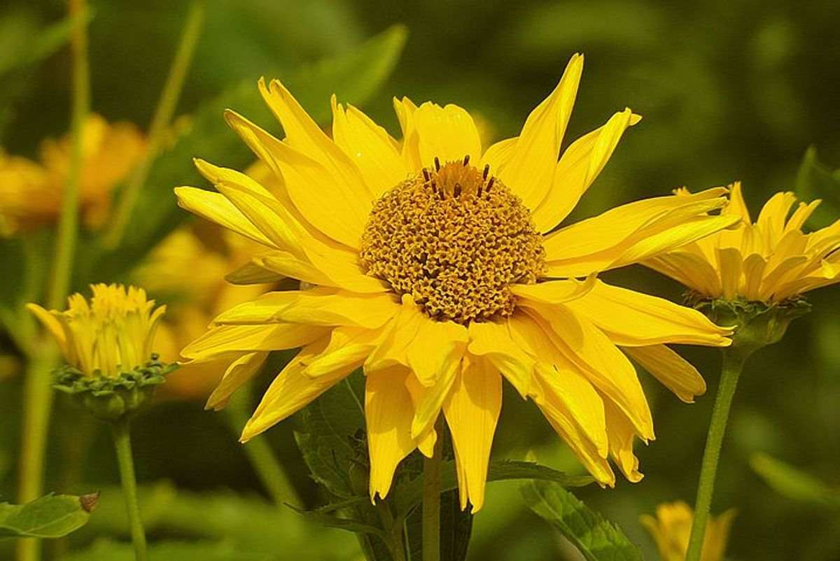 How to Grow Sunflowers From Seed