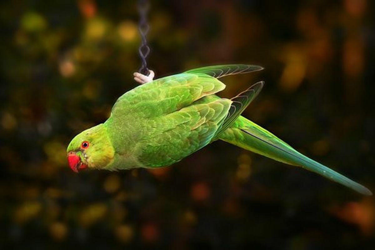 How to Hand Train a Parakeet
