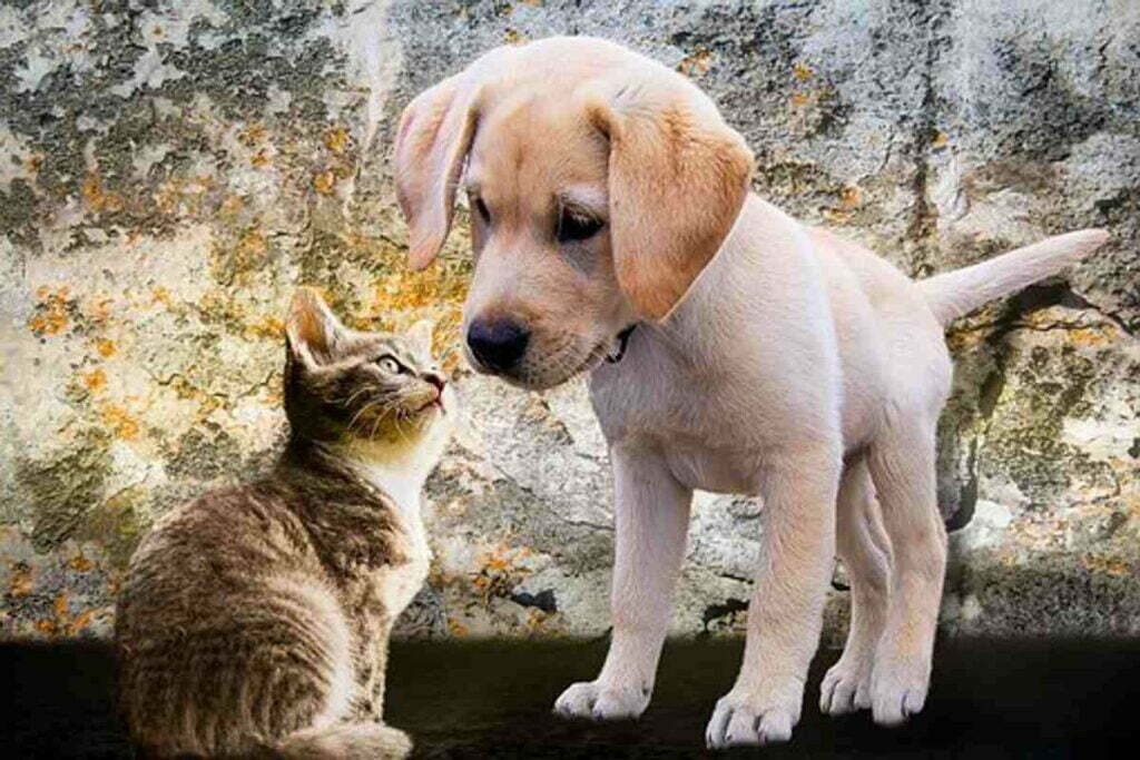 Why We Love Cats