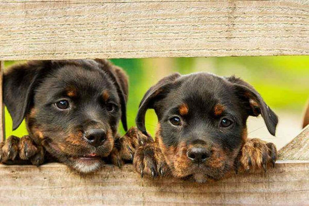 Progressive Pet Insurance Reviews