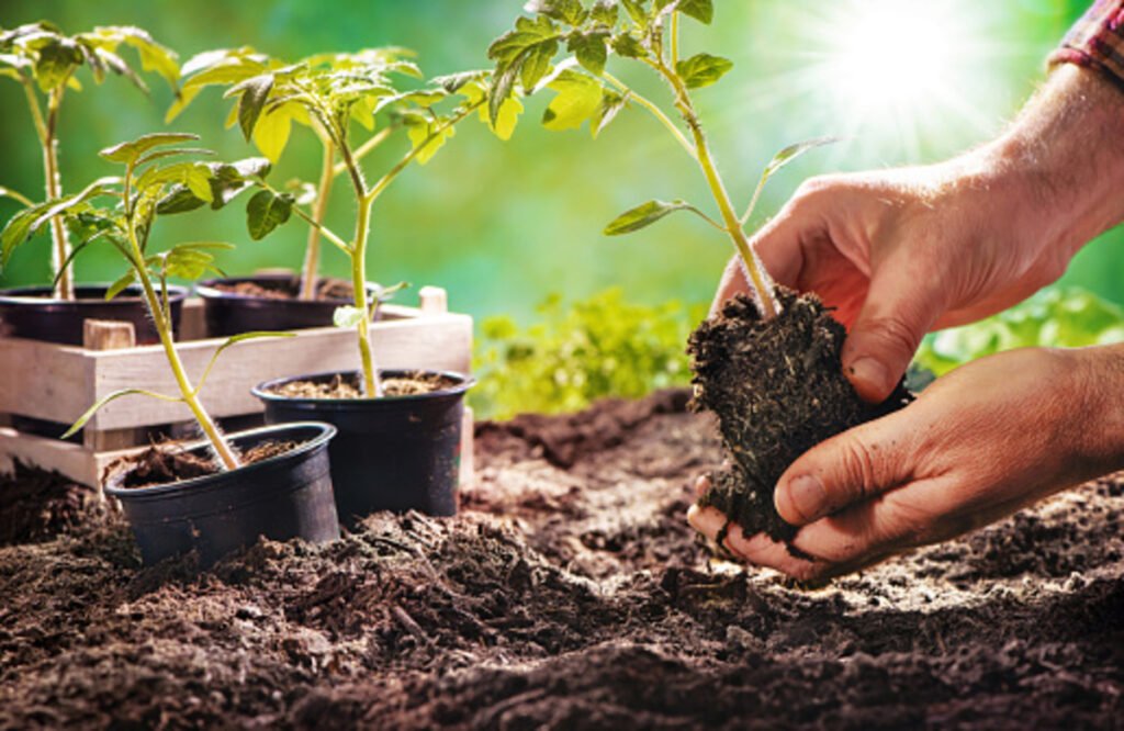 plants for home garden