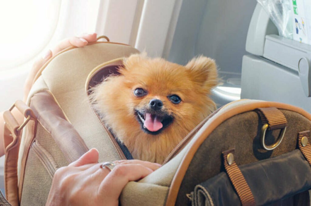 Turkish Airlines Pet Reviews