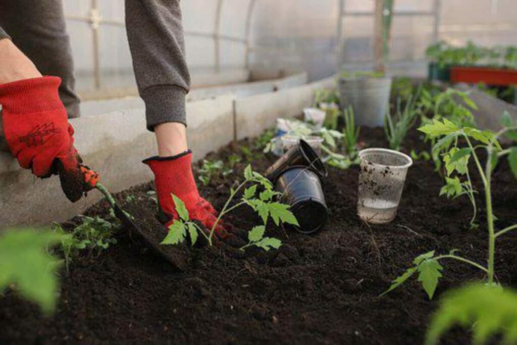 vertical vegetable garden