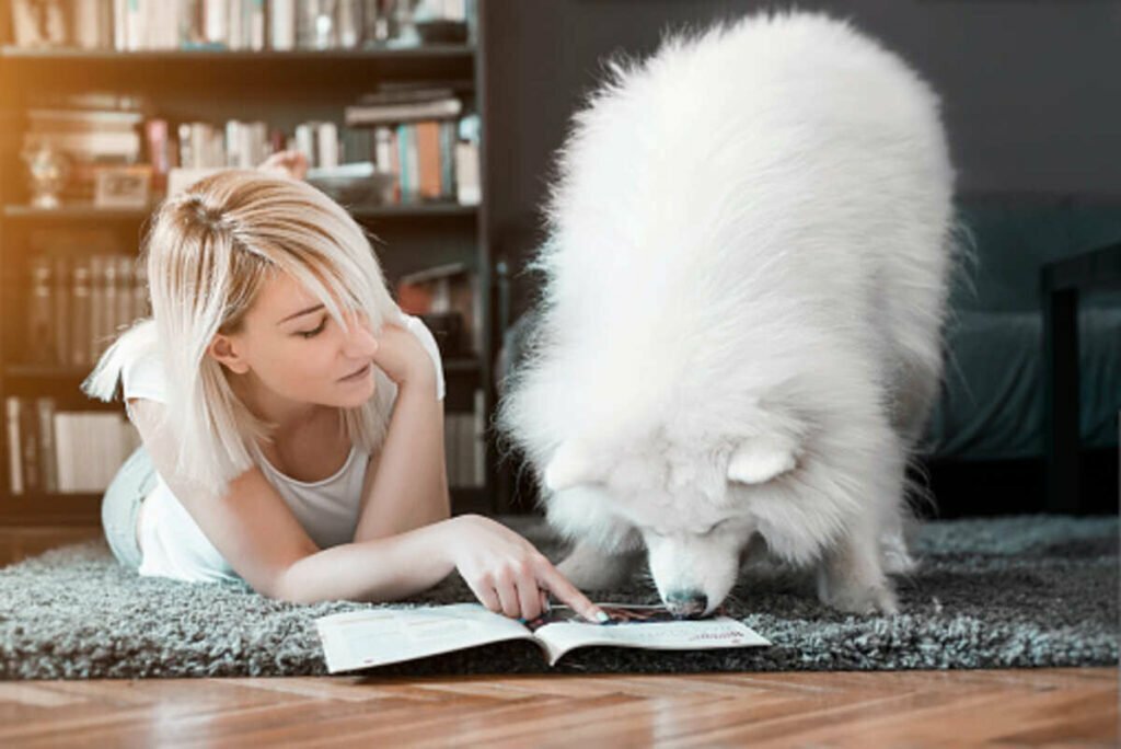 how to get dog poop out of carpet