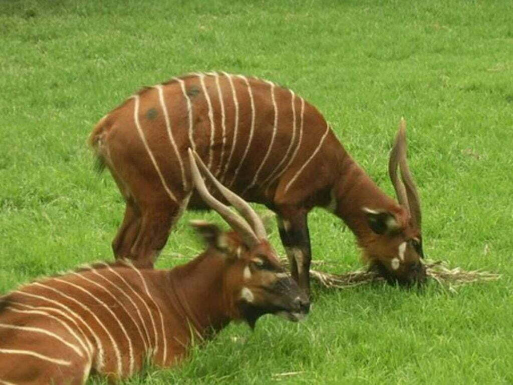 central park zoo