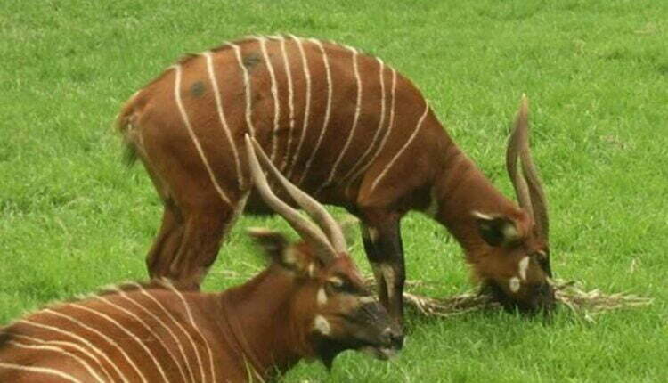 central park zoo