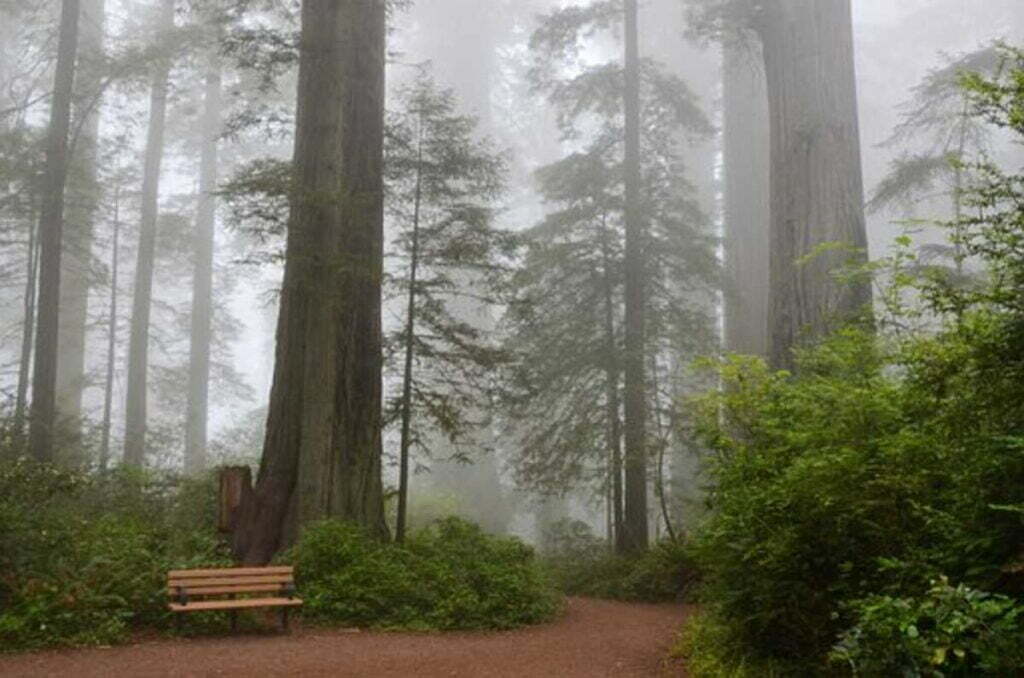 redwood national park