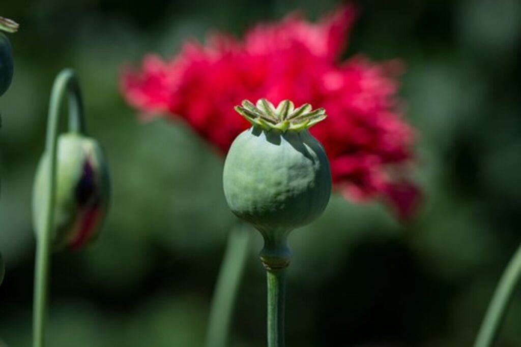dried poppy heads for sale