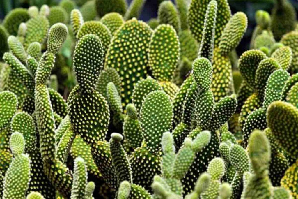peyote cactus for sale