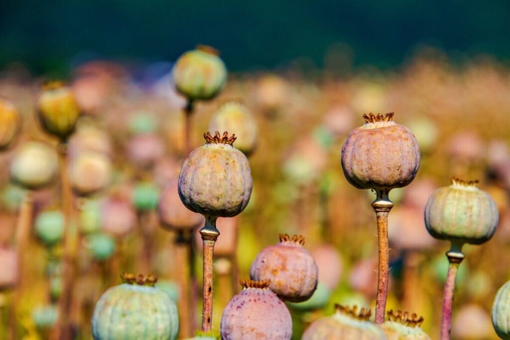 Unwashed poppy seeds