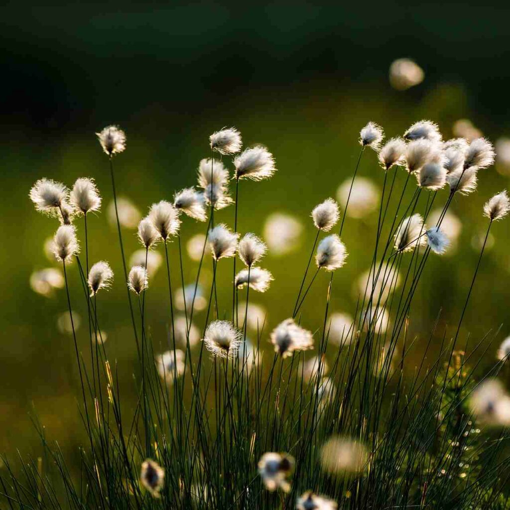 Marsh Plants