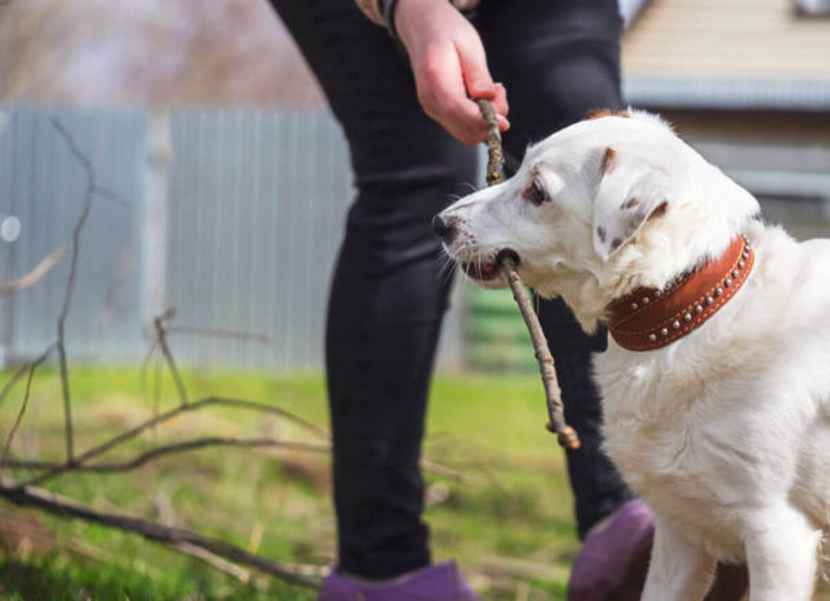 Training Collar For Stubborn Dogs