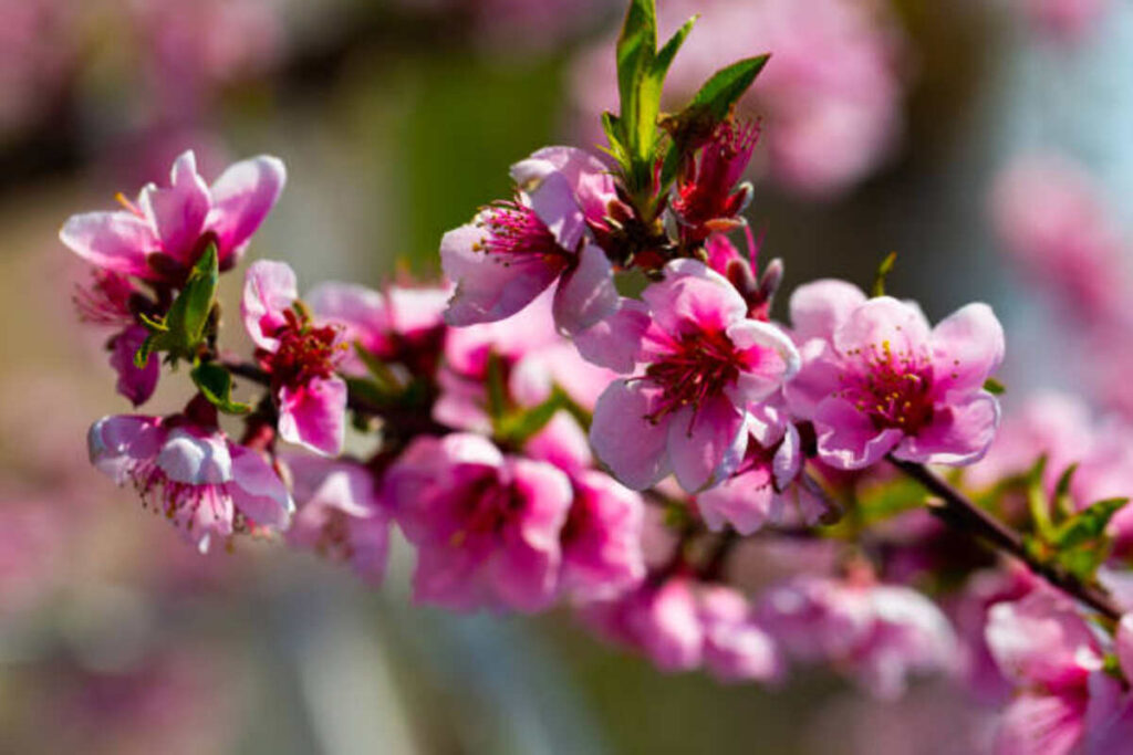Peach Stock Flower