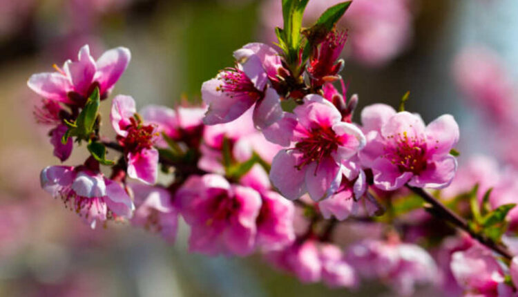 Peach Stock Flower