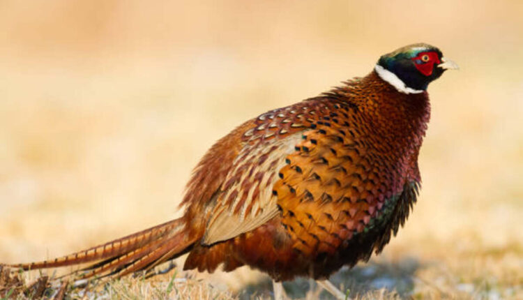 Increased Pheasant Stocking Pa 2022
