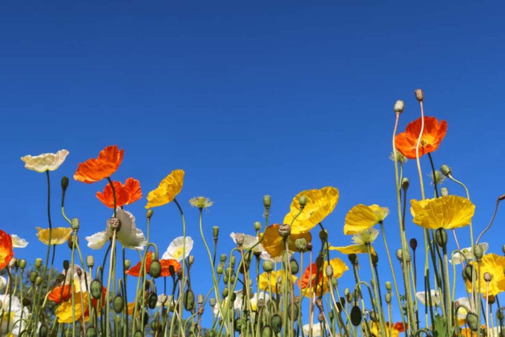 dried poppy pods usa