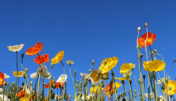 dried poppy pods usa