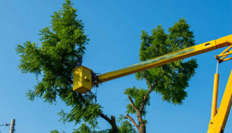 tree service Pleasanton ca