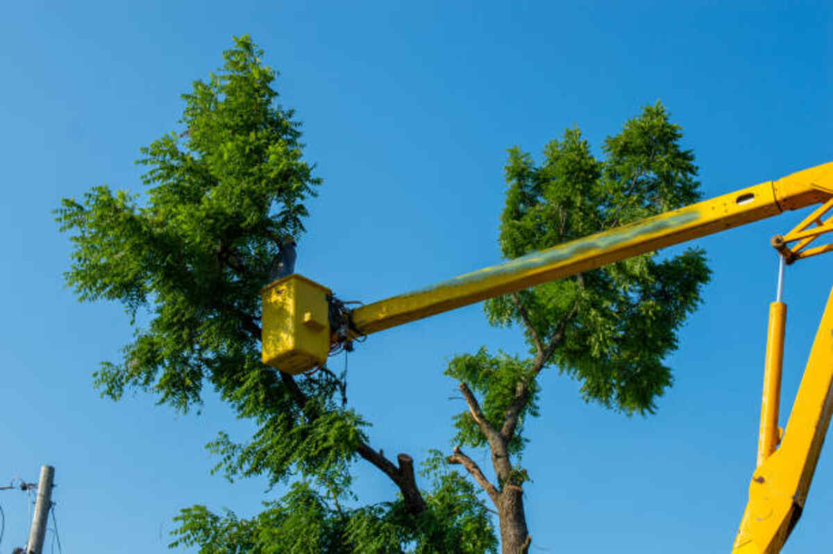 tree service Pleasanton ca