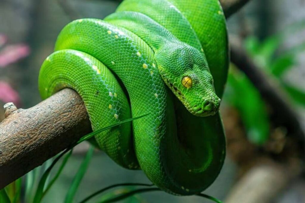 Conservation Efforts for Eastern Indigo Snakes