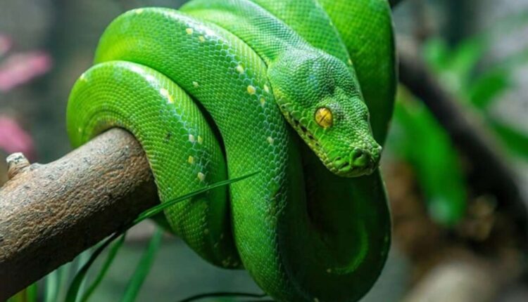 Conservation Efforts for Eastern Indigo Snakes
