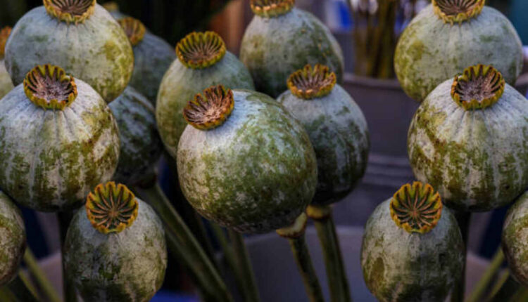 Poppy Pods Uses and Risks Explained