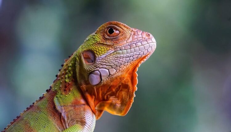 Frilled Lizard Price and Availability Guide